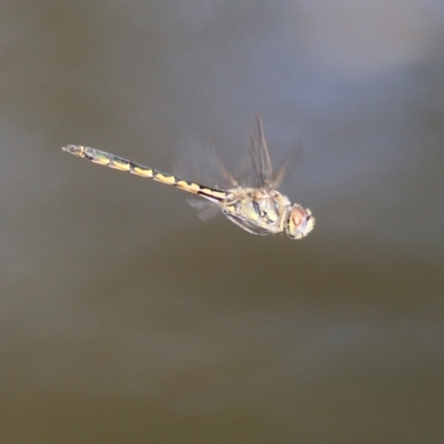 Hemicordulia tau (Tau Emerald) at Wonga Wetlands - 17 Feb 2022 by KylieWaldon