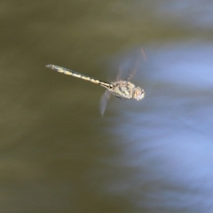 Hemicordulia tau at Splitters Creek, NSW - 18 Feb 2022