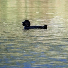 Biziura lobata (Musk Duck) at Albury - 17 Feb 2022 by KylieWaldon