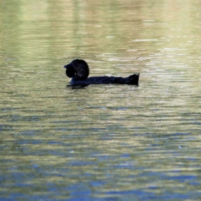 Biziura lobata (Musk Duck) at Wonga Wetlands - 17 Feb 2022 by KylieWaldon