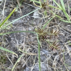 Cyperus congestus (Dense Flat-sedge) at Lake Burley Griffin West - 18 Feb 2022 by JaneR