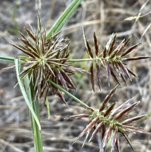 Cyperus congestus at Yarralumla, ACT - 18 Feb 2022 06:48 PM