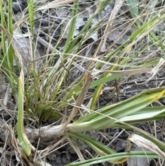 Cyperus congestus at Yarralumla, ACT - 18 Feb 2022 06:48 PM