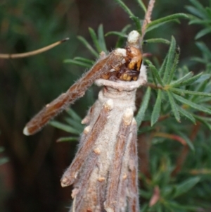 Metura elongatus at Vincentia, NSW - 18 Feb 2022 04:53 PM