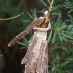 Metura elongatus (Saunders' case moth) at Jervis Bay National Park - 18 Feb 2022 by AnneG1