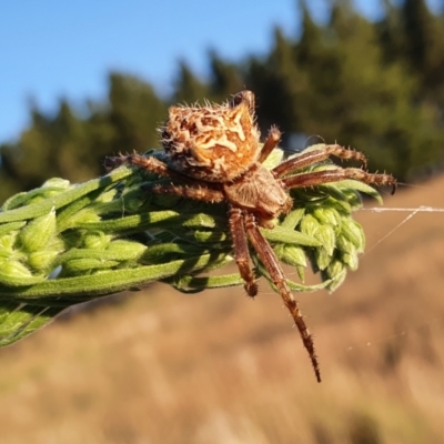 Backobourkia sp. (genus) (An orb weaver) at Gundaroo, NSW - 18 Feb 2022 by Gunyijan