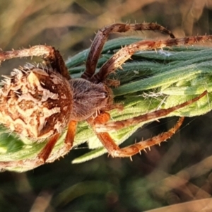 Backobourkia sp. (genus) at Gundaroo, NSW - 18 Feb 2022