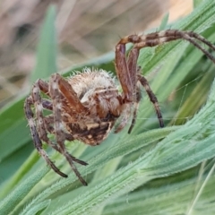 Backobourkia sp. (genus) at Gundaroo, NSW - 18 Feb 2022