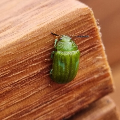 Calomela pallida (Leaf beetle) at Molonglo Valley, ACT - 18 Feb 2022 by AaronClausen