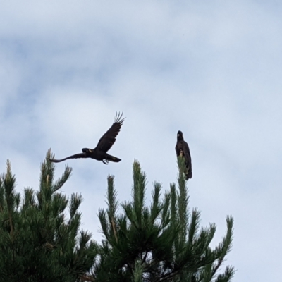 Zanda funerea (Yellow-tailed Black-Cockatoo) at Duffy, ACT - 18 Feb 2022 by Rebeccajgee