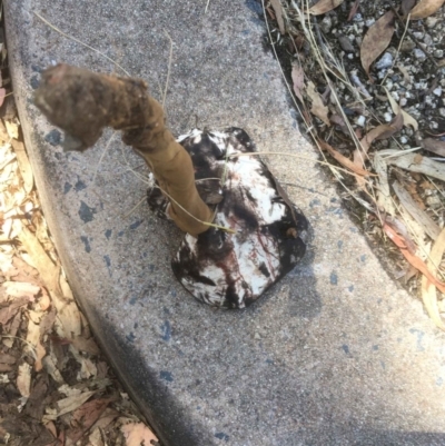 Sanguinoderma rude (Red-staining Stalked Polypore) at Black Mountain - 17 Feb 2022 by RWPurdie