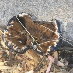Amauroderma rude at Acton, ACT - 18 Feb 2022