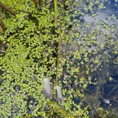 Landoltia punctata (Spotted Pondweed) at Mawson Ponds - 23 Feb 2022 by Mike
