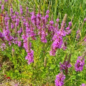 Lythrum salicaria at Mawson, ACT - 19 Feb 2022