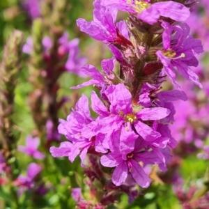 Lythrum salicaria at Mawson, ACT - 19 Feb 2022