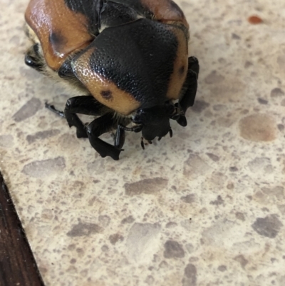 Chondropyga dorsalis (Cowboy beetle) at Monash, ACT - 18 Feb 2022 by jackQ