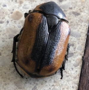 Chondropyga dorsalis at Monash, ACT - 19 Feb 2022