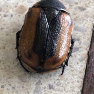 Chondropyga dorsalis at Monash, ACT - 19 Feb 2022