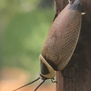 Ellipsidion australe at Monash, ACT - 24 Jan 2022