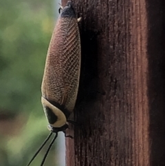 Ellipsidion australe at Monash, ACT - 24 Jan 2022