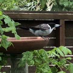 Cracticus torquatus at Monash, ACT - 10 Jan 2022 02:31 PM