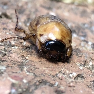 Cyclocephala signaticollis at Monash, ACT - 3 Jan 2022