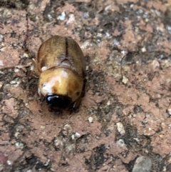 Cyclocephala signaticollis at Monash, ACT - 3 Jan 2022