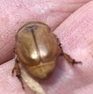 Cyclocephala signaticollis at Monash, ACT - 3 Jan 2022