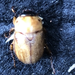 Cyclocephala signaticollis at Monash, ACT - 3 Jan 2022 11:29 AM