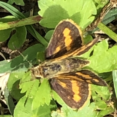 Ocybadistes walkeri (Green Grass-dart) at Monash, ACT - 18 Dec 2021 by jackQ