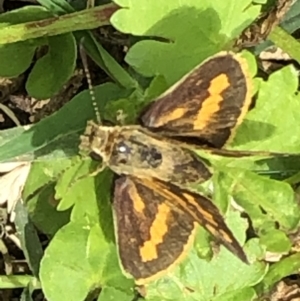 Ocybadistes walkeri at Monash, ACT - 18 Dec 2021 11:01 AM