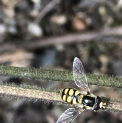 Simosyrphus grandicornis (Common hover fly) at Monash, ACT - 12 Dec 2021 by jackQ