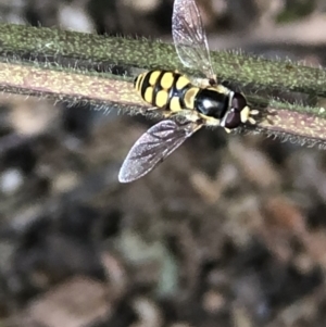 Simosyrphus grandicornis at Monash, ACT - 12 Dec 2021 02:46 PM