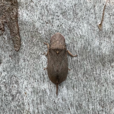 Ledromorpha planirostris (A leafhopper) at QPRC LGA - 18 Feb 2022 by Wandiyali