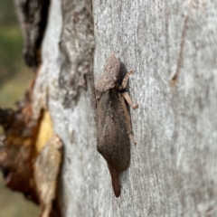 Ledromorpha planirostris at Jerrabomberra, NSW - 19 Feb 2022