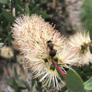 Apis mellifera at Monash, ACT - 22 Nov 2021 11:54 AM