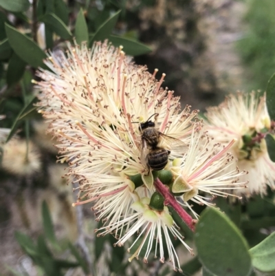 Apis mellifera (European honey bee) at Tuggeranong Creek to Monash Grassland - 22 Nov 2021 by jackQ