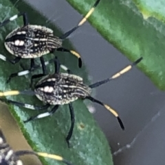 Theseus modestus (Gum tree shield bug) at Monash, ACT - 21 Nov 2021 by jackQ