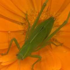 Caedicia simplex (Common Garden Katydid) at Monash, ACT - 15 Oct 2021 by jackQ