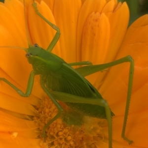 Caedicia simplex at Monash, ACT - 15 Oct 2021 02:24 PM