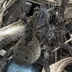 Lycosidae (family) at Monash, ACT - 10 Oct 2021 01:25 PM