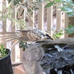 Eudynamys orientalis (Pacific Koel) at QPRC LGA - 19 Feb 2022 by goyenjudy