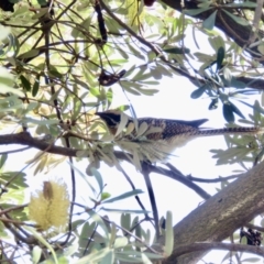 Eudynamys orientalis at Sutton, NSW - 19 Feb 2022