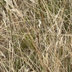 Unverified Insect at O'Connor, ACT - 19 Feb 2022 by 1pepsiman
