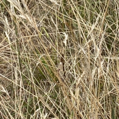 Unverified Insect at O'Connor, ACT - 19 Feb 2022 by 1pepsiman