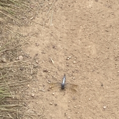 Orthetrum caledonicum (Blue Skimmer) at Bruce Ridge - 19 Feb 2022 by 1pepsiman