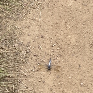 Orthetrum caledonicum at O'Connor, ACT - 19 Feb 2022 03:10 PM