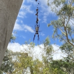 Trichonephila edulis (Golden orb weaver) at Bruce Ridge - 19 Feb 2022 by 1pepsiman