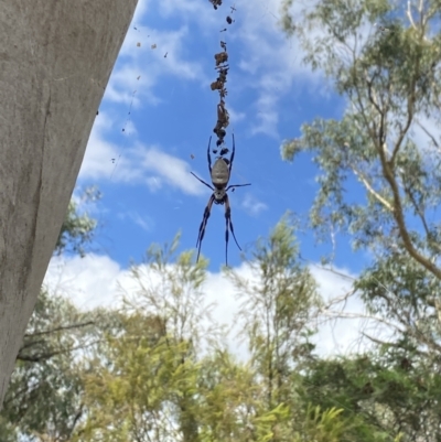 Trichonephila edulis (Golden orb weaver) at Bruce Ridge - 19 Feb 2022 by 1pepsiman