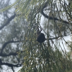 Araneinae (subfamily) (Orb weaver) at O'Connor, ACT - 19 Feb 2022 by 1pepsiman